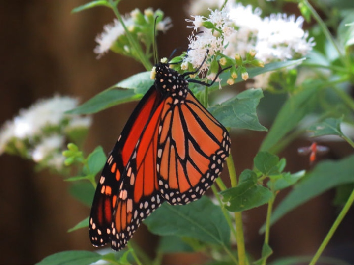 Monarch on White Snakeroot